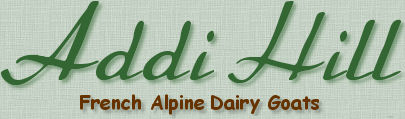 Addi Hill French Alpine Dairy Goats